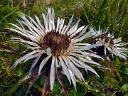 31 Fiore di carlina